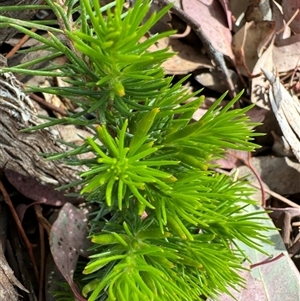 Persoonia sp. at Curtin, ACT - 25 Oct 2024 02:56 PM