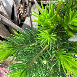 Persoonia sp. at Curtin, ACT - 25 Oct 2024 02:56 PM