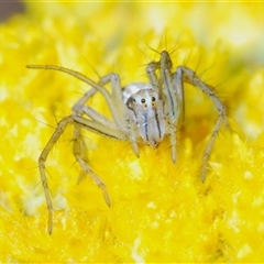 Oxyopes (genus) (Lynx spider) at Yarralumla, ACT - 25 Oct 2024 by Harrisi