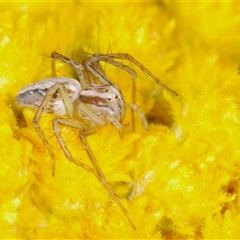 Oxyopes sp. (genus) at Yarralumla, ACT - 25 Oct 2024