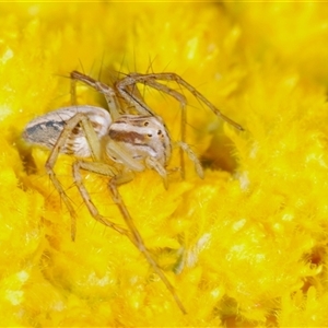 Oxyopes sp. (genus) at Yarralumla, ACT - 25 Oct 2024