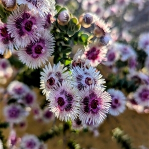 Unidentified Other Shrub at Kalbarri National Park, WA by HelenCross