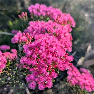 Unidentified Other Shrub at Kalbarri National Park, WA by HelenCross