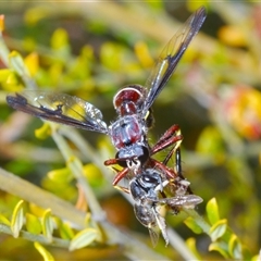 Daptolestes limbipennis (Robber fly) at Yarralumla, ACT - 25 Oct 2024 by Harrisi