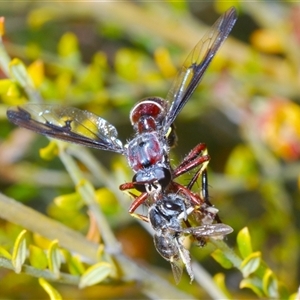 Daptolestes limbipennis at Yarralumla, ACT - 25 Oct 2024