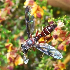 Daptolestes limbipennis at Yarralumla, ACT - 25 Oct 2024