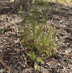 Cassinia longifolia (Shiny Cassinia, Cauliflower Bush) at Curtin, ACT - 25 Oct 2024 by Hejor1