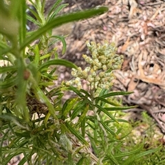 Cassinia longifolia at Curtin, ACT - 25 Oct 2024 02:56 PM