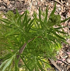 Cassinia longifolia at Curtin, ACT - 25 Oct 2024