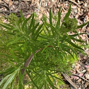 Cassinia longifolia at Curtin, ACT - 25 Oct 2024