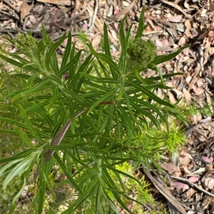 Cassinia longifolia at Curtin, ACT - 25 Oct 2024