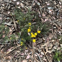 Xerochrysum viscosum at Curtin, ACT - 25 Oct 2024 by Hejor1