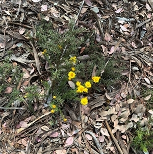 Xerochrysum viscosum at Curtin, ACT - 25 Oct 2024 02:56 PM