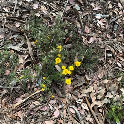 Xerochrysum viscosum at Curtin, ACT - 25 Oct 2024 by Hejor1