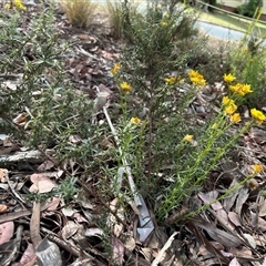 Xerochrysum viscosum at Curtin, ACT - 25 Oct 2024 02:56 PM