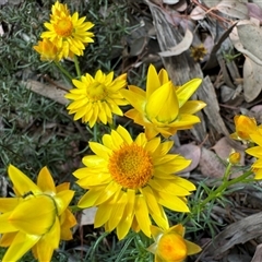 Xerochrysum viscosum at Curtin, ACT - 25 Oct 2024 02:56 PM