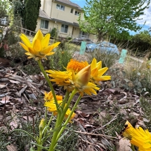 Xerochrysum viscosum at Curtin, ACT - 25 Oct 2024 02:56 PM