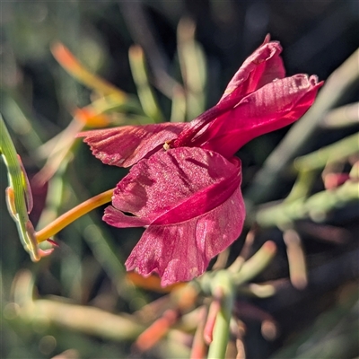 Unverified Other Wildflower or Herb at Kalbarri National Park, WA - 22 Oct 2024 by HelenCross