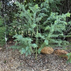 Acacia baileyana at Curtin, ACT - 25 Oct 2024 by Hejor1