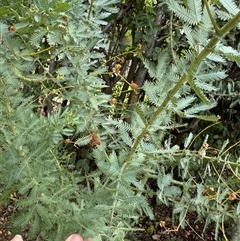 Acacia baileyana at Curtin, ACT - 25 Oct 2024