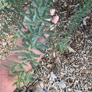 Acacia baileyana at Curtin, ACT - 25 Oct 2024