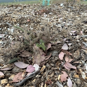 Grevillea sp. at Curtin, ACT - 25 Oct 2024