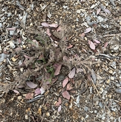 Grevillea sp. at Curtin, ACT - 25 Oct 2024 03:03 PM