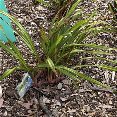 Dianella tasmanica at Curtin, ACT - 25 Oct 2024 by Hejor1