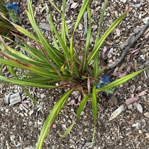 Dianella tasmanica at Curtin, ACT - 25 Oct 2024