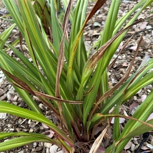 Dianella tasmanica at Curtin, ACT - 25 Oct 2024