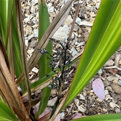 Dianella tasmanica at Curtin, ACT - 25 Oct 2024