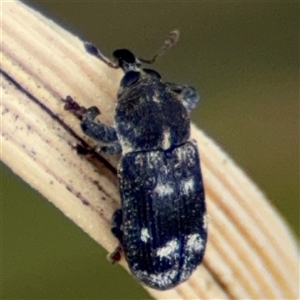 Neolaemosaccus sp. (genus) at Curtin, ACT - 25 Oct 2024