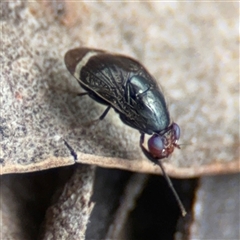 Depressa sp. (genus) at Curtin, ACT - 25 Oct 2024 by Hejor1