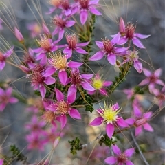 Unverified Other Shrub at Kalbarri National Park, WA - 22 Oct 2024 by HelenCross