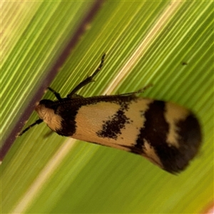 Olbonoma triptycha at Curtin, ACT - 25 Oct 2024 02:20 PM