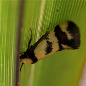 Olbonoma triptycha at Curtin, ACT - 25 Oct 2024 02:20 PM