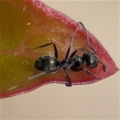 Iridomyrmex sp. (genus) at Curtin, ACT - 25 Oct 2024