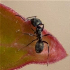 Iridomyrmex sp. (genus) at Curtin, ACT - 25 Oct 2024