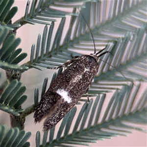 Leistomorpha brontoscopa at Curtin, ACT - 25 Oct 2024