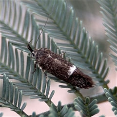 Leistomorpha brontoscopa at Curtin, ACT - 25 Oct 2024