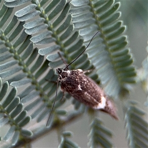 Leistomorpha brontoscopa at Curtin, ACT - 25 Oct 2024