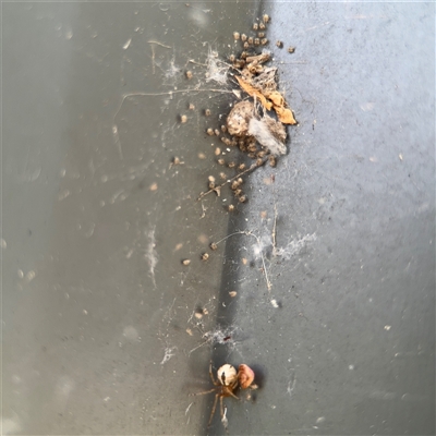 Cryptachaea veruculata (Diamondback comb-footed spider) at Curtin, ACT - 25 Oct 2024 by Hejor1