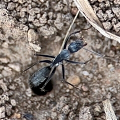 Camponotus stefani at Curtin, ACT - 25 Oct 2024 by Hejor1