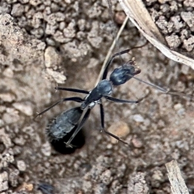 Camponotus sp. (genus) at Curtin, ACT - 25 Oct 2024 by Hejor1