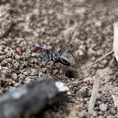 Camponotus stefani at Curtin, ACT - 25 Oct 2024