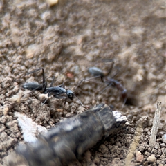 Camponotus stefani at Curtin, ACT - 25 Oct 2024