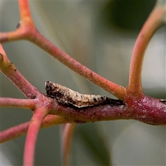Machaerotinae sp. (subfamily) (Tube Spittlebug) at Curtin, ACT - 25 Oct 2024 by Hejor1