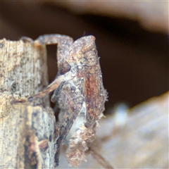 Platybrachys sp. (genus) at Curtin, ACT - 25 Oct 2024 by Hejor1