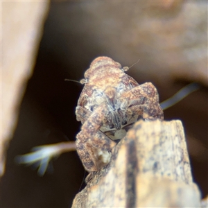 Platybrachys sp. (genus) at Curtin, ACT - 25 Oct 2024