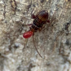 Miridae (family) at Curtin, ACT - 25 Oct 2024 01:59 PM